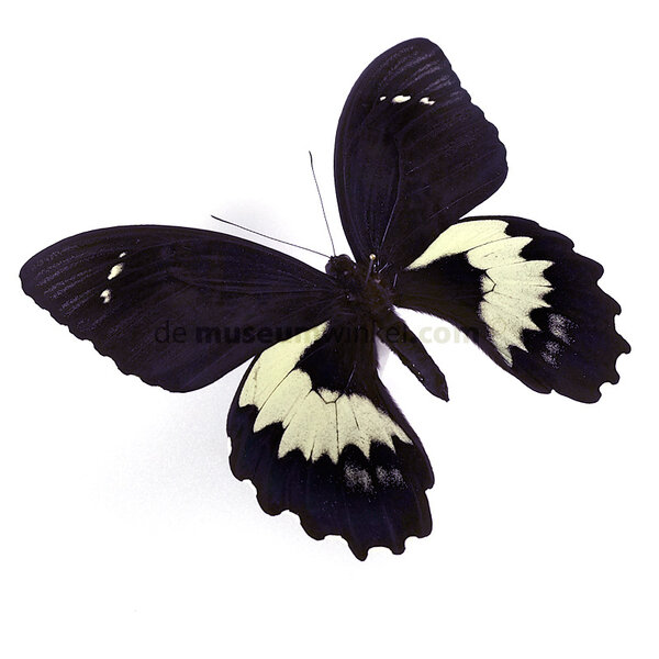 Papilio gambrisius - bovenkant