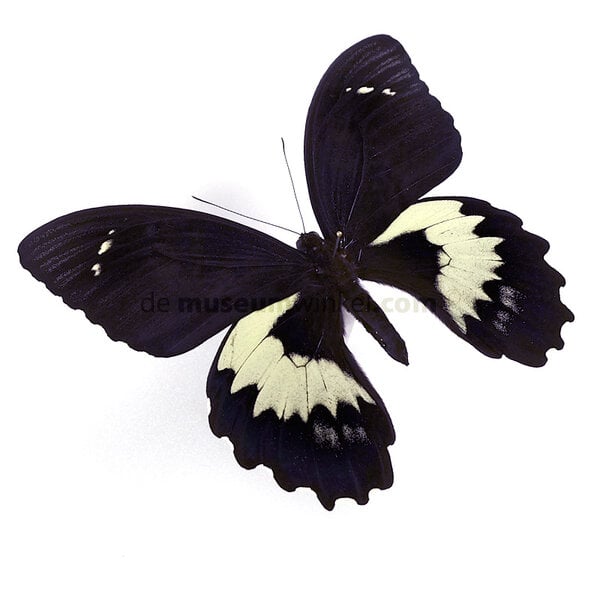 Papilio gambrisius - kopfseite