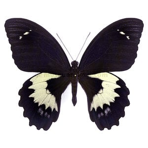 Papilio gambrisius dried/papered