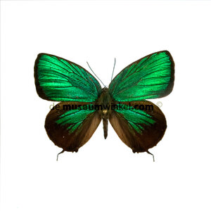 Arhopala eumolphus dried/papered