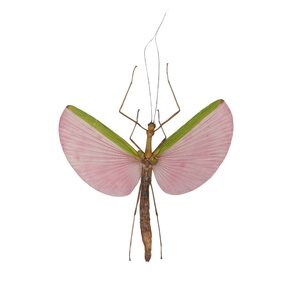 Necroscia annulipes - stick insect