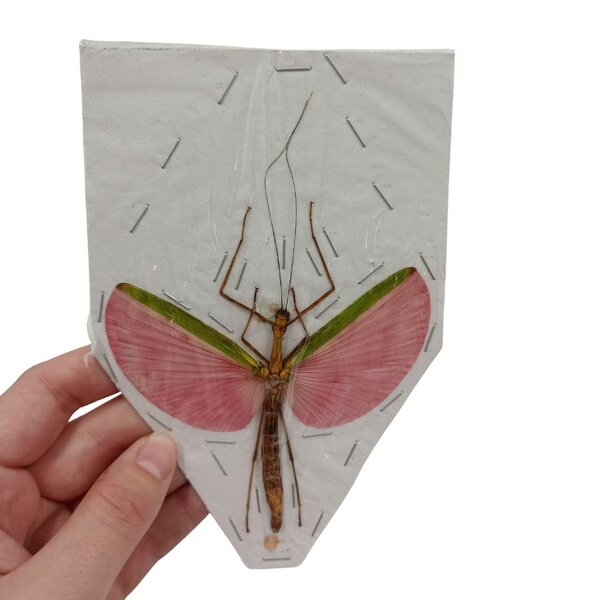 Necroscia annulipes - stick insect