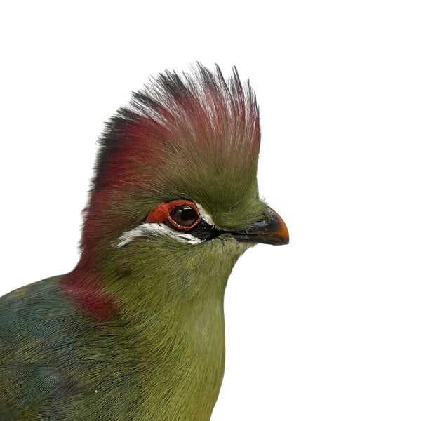Fischer's turaco