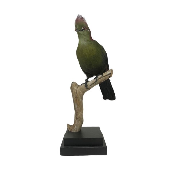 Fischerturako