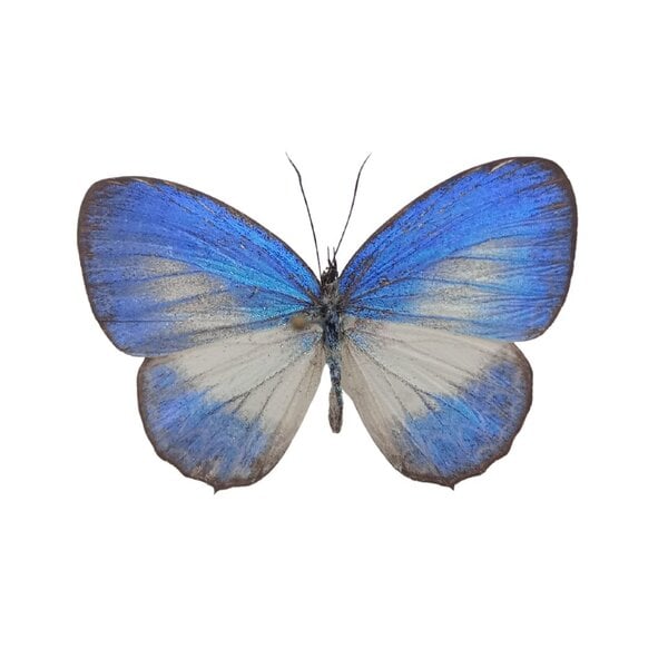 Jamides Euchylas