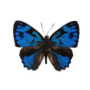 Porontia Hewitsoni unpräpariert