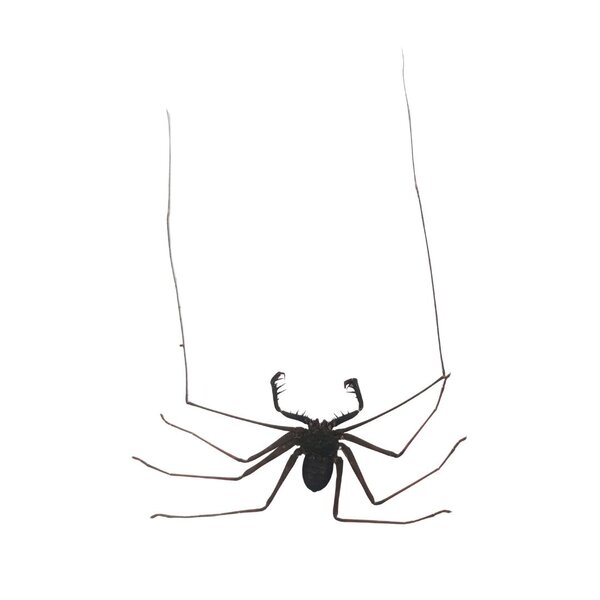 Amblypygi - Geißelskorpione