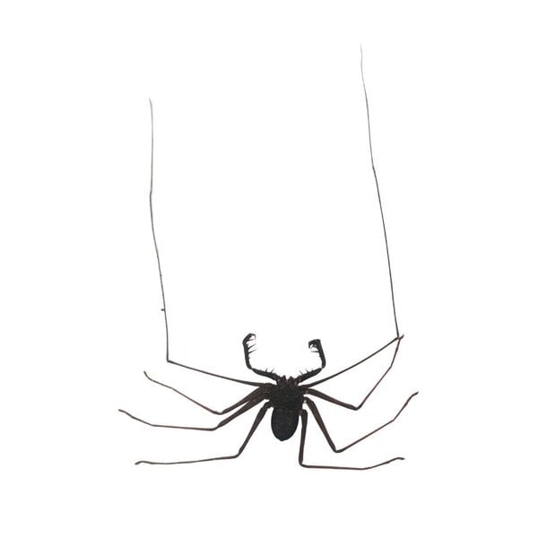 Amblypygi - Zweepspin