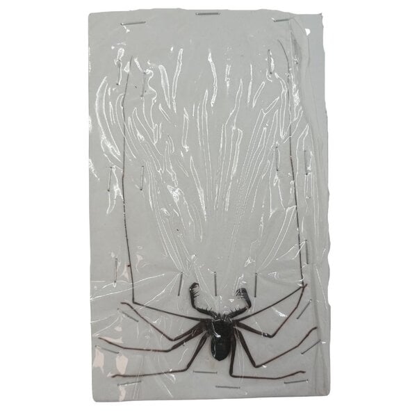 Amblypygi - Whip-spider
