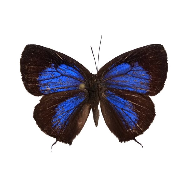 Arhopala buddae unpräpariert