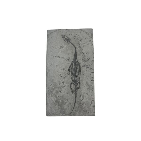 Fossil of a Keichosaurus (B - large)