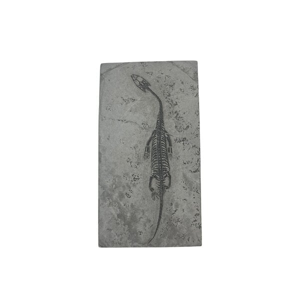 Keichosaurus fossiel (B - groot)