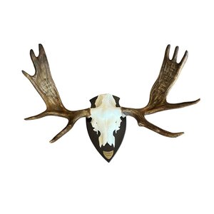 Eland schedel met gewei op trofee