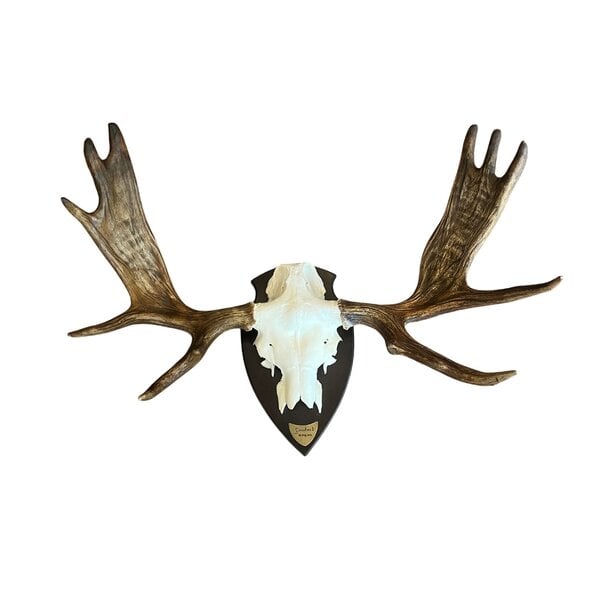 Eland schedel met gewei op trofee