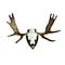 Eland schedel met gewei op trofee
