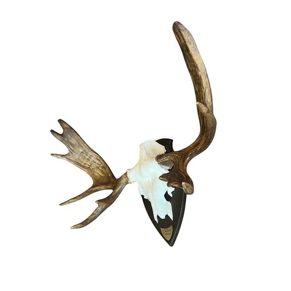 Moose horns on board
