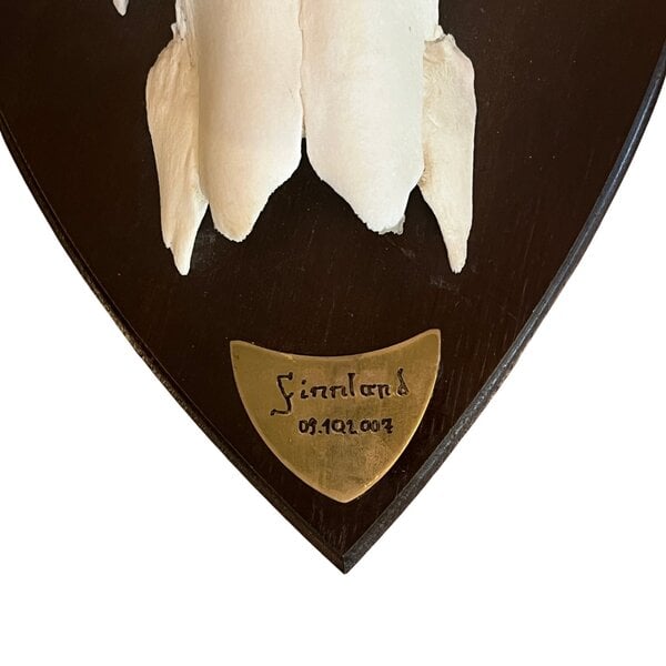 Eland schedel met gewei op trofee