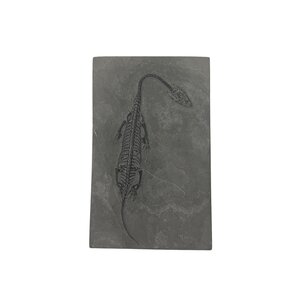 Fossil of a Keichosaurus (C - large)