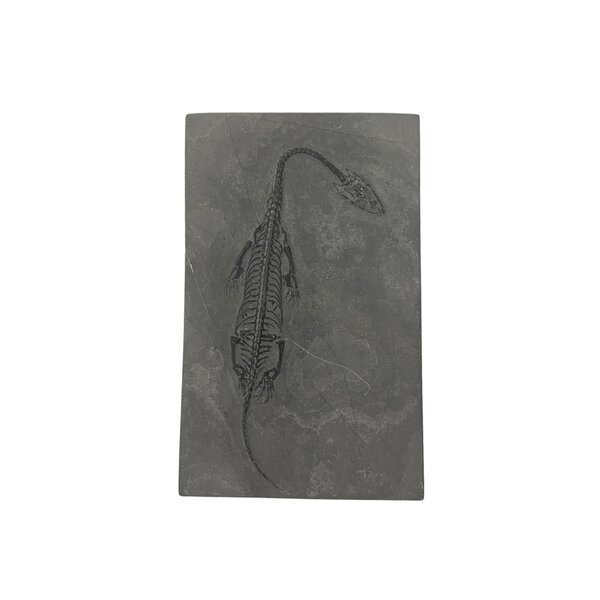 Fossil Keichosaurus (C - Groß)