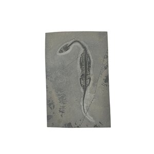 Fossil Keichosaurus (D - Groß)