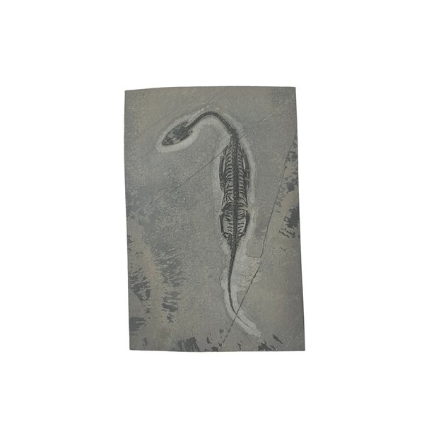 Fossil of a Keichosaurus (D - large)