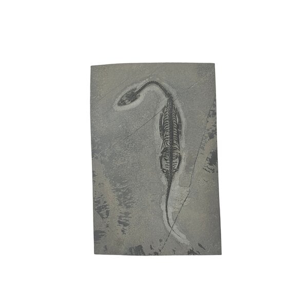 Keichosaurus fossiel (D - groot)