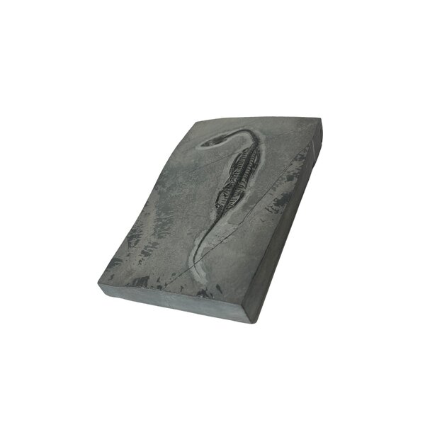 Fossil of a Keichosaurus (D - large)