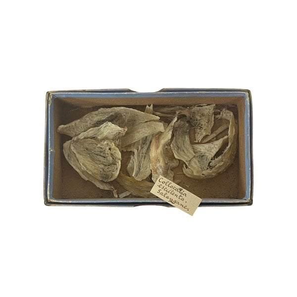 Antique Box with Edible Bird's Nest