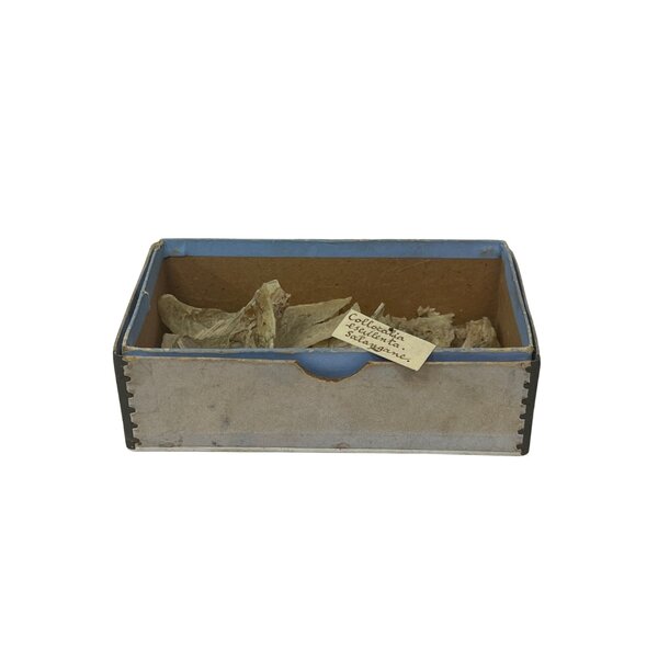 Antique Box with Edible Bird's Nest