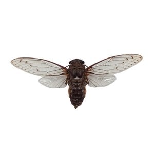 Cicade sp.