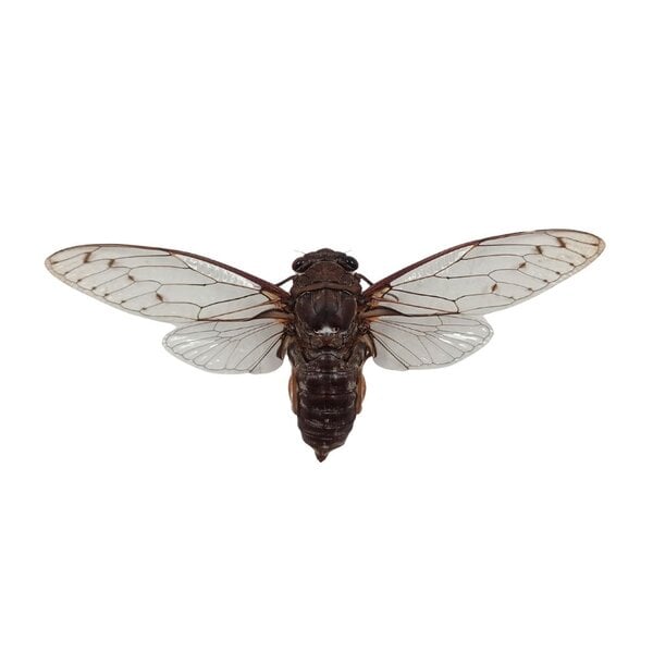 Cicade sp.