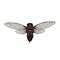Cicade sp.