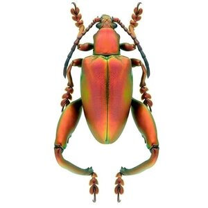 Sagra longicollis - Rot unpräpariert