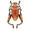 Sagra longicollis - Rot unpräpariert