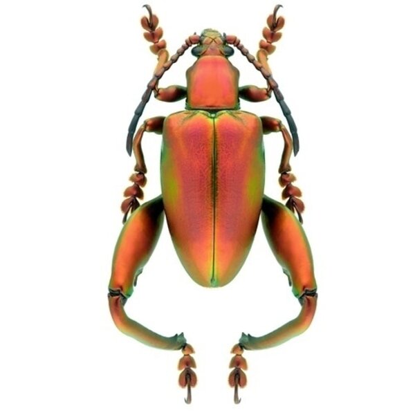 Sagra longicollis - Rot unpräpariert