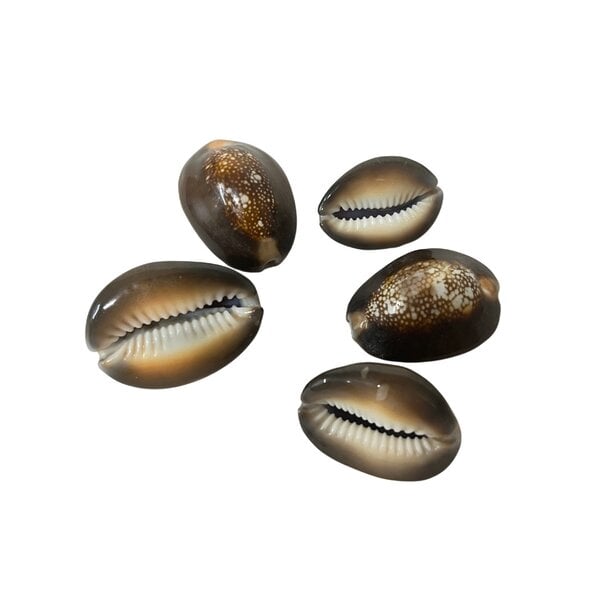 5 Stuks Monetaria schelpen