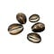 5 Pieces Monetaria shells