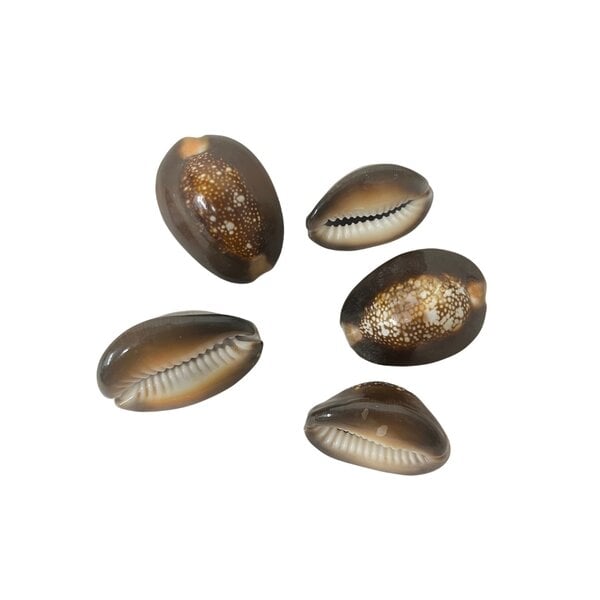 5 Stuks Monetaria schelpen