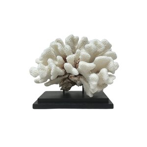 Pocillopora meandrina koraal op houten voet