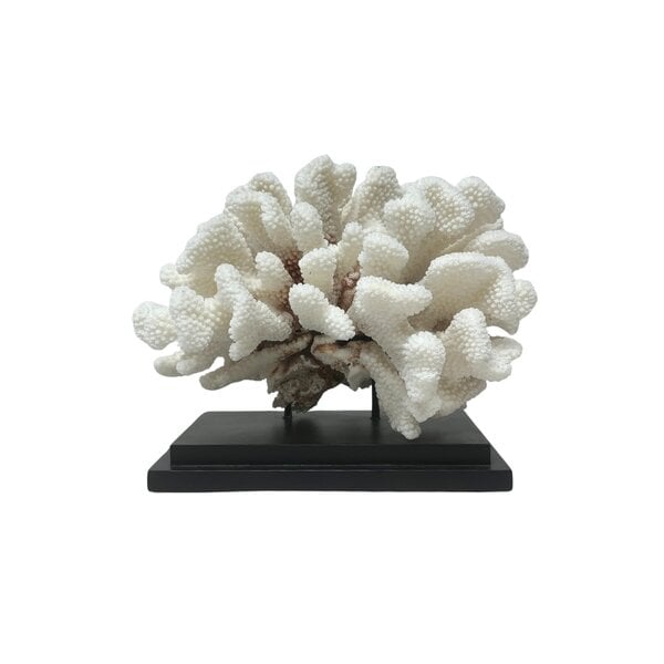 Pocillopora meandrina koraal op houten voet