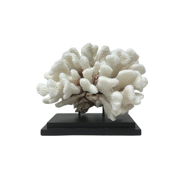 Pocillopora meandrina Koralle auf Sockel