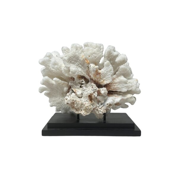 Pocillopora meandrina coral on wooden pedestal