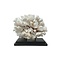 Pocillopora meandrina Koralle auf Sockel