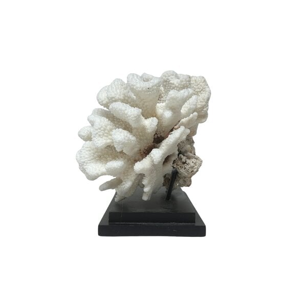 Pocillopora meandrina koraal op houten voet