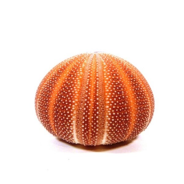 Seeigel groß
