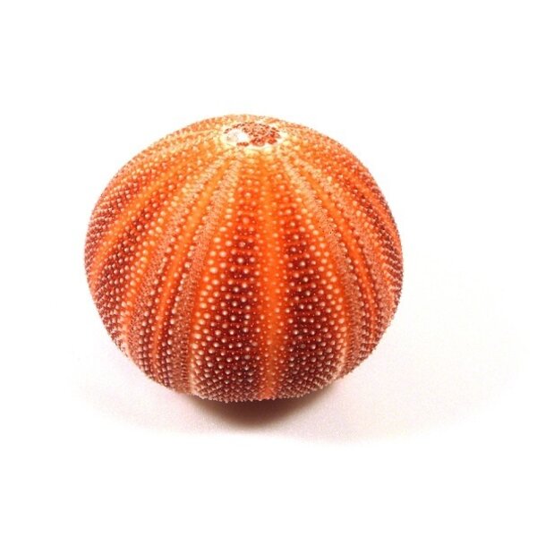 Seeigel groß