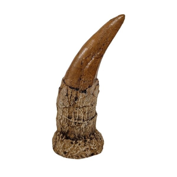 Tyrannosaurus tooth - replica