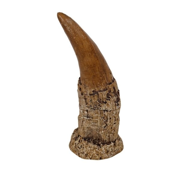Tyrannosaurus tooth - replica