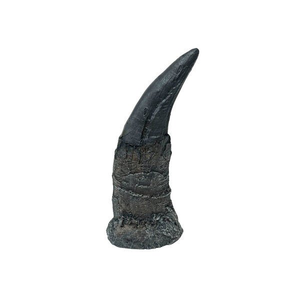 Tyrannosaurus tooth - replica Black