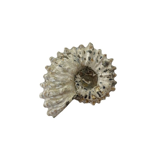 Ammonite M